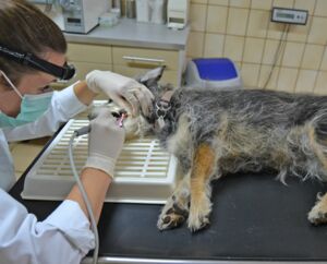 kleintierpraxis_3-b46d2ab4.jpg